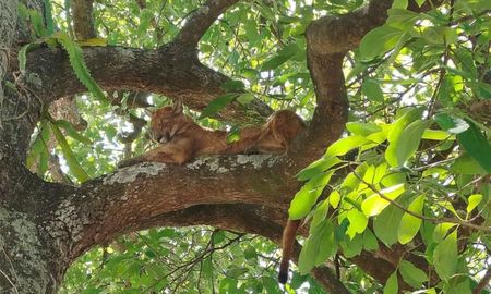 El puma que apareció este lunes en Cayastá fue avistado en un árbol de una vivienda. El puma que apareció este lunes en Cayastá fue avistado en un árbol de una vivienda.