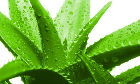 Para qué sirve el aloe vera. Para qué sirve el aloe vera.