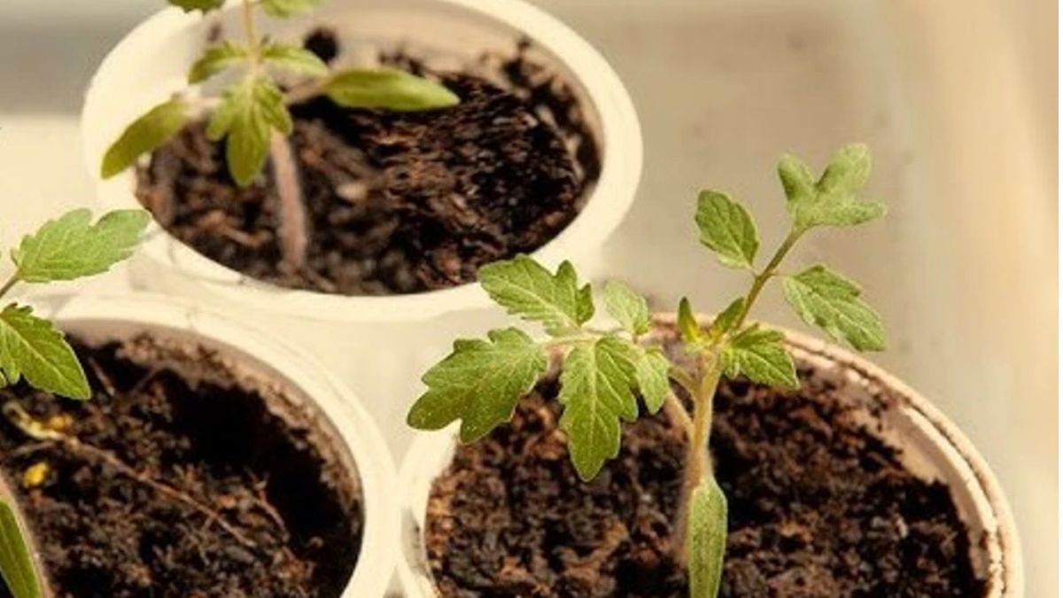 La planta que puede crecer hasta en un pote de yogur.