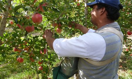 Con la llegada de los trabajadores golondrinas, el gobierno rionegrino despliega un estricto operativo de seguridad sanitaria por la pandemia de coronavirus. Con la llegada de los trabajadores golondrinas, el gobierno rionegrino despliega un estricto operativo de seguridad sanitaria por la pandemia de coronavirus.