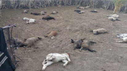Misterio en Mendoza: aparecen animales muertos dentro de un corral&nbsp;