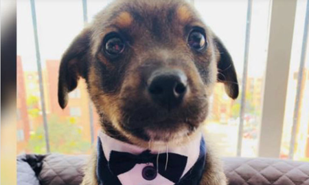 El perro que se vistió para esperar a sus nuevos dueños que nunca llegaron. El perro que se vistió para esperar a sus nuevos dueños que nunca llegaron.
