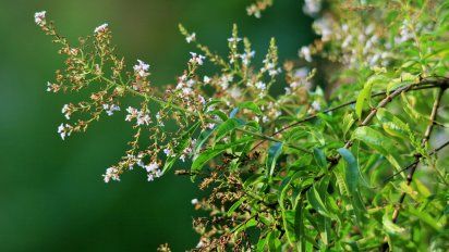 El secreto del Cedrón: cómo cultivarlo en casa y aprovechar sus beneficios
