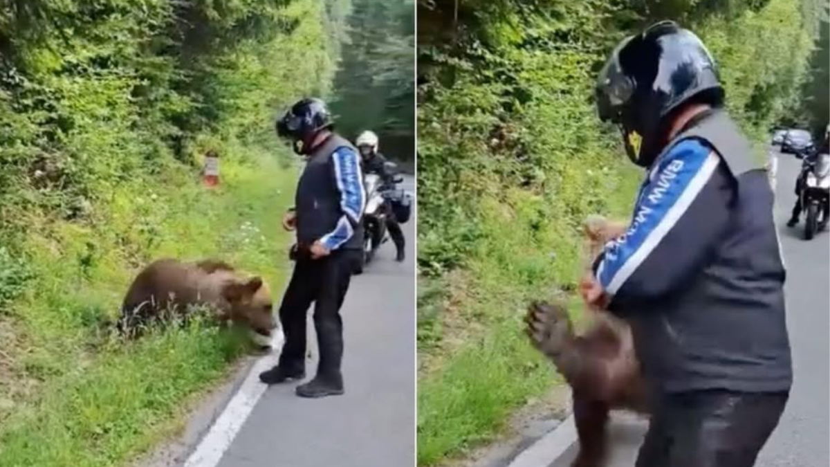 Lo arrastró 70 metros y lo mató: el oso fue sacrificado. Lo arrastró 70 metros y lo mató: el oso fue sacrificado.