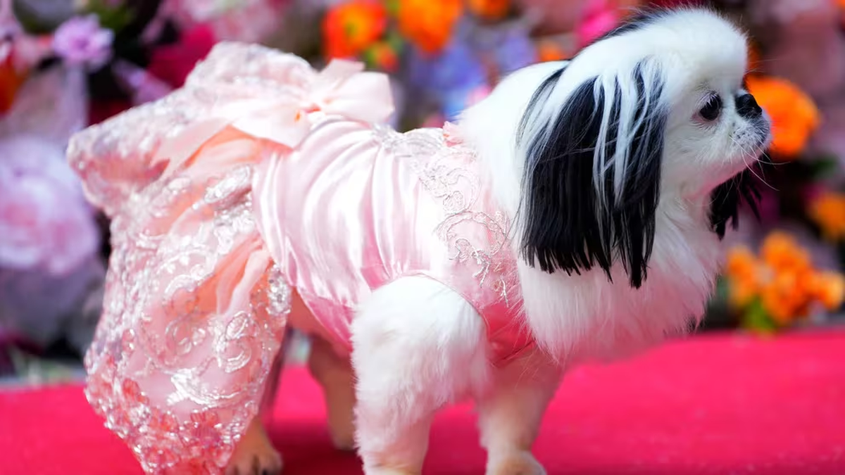 El evento benefició al American Kennel Club Museum of the Dog. El evento benefició al American Kennel Club Museum of the Dog.