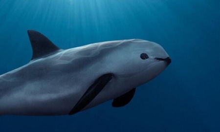 Vaquita de mar en extinción. Vaquita de mar en extinción.