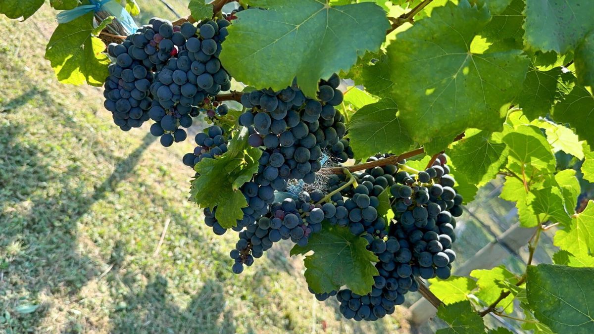 De las variedades plantadas actualmente el Malbec es el más difundido, con 56 por ciento de la superficie total en Entre Ríos.