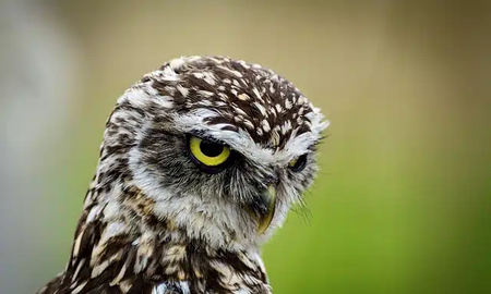 El increíble significado que un búho te mire a los ojos