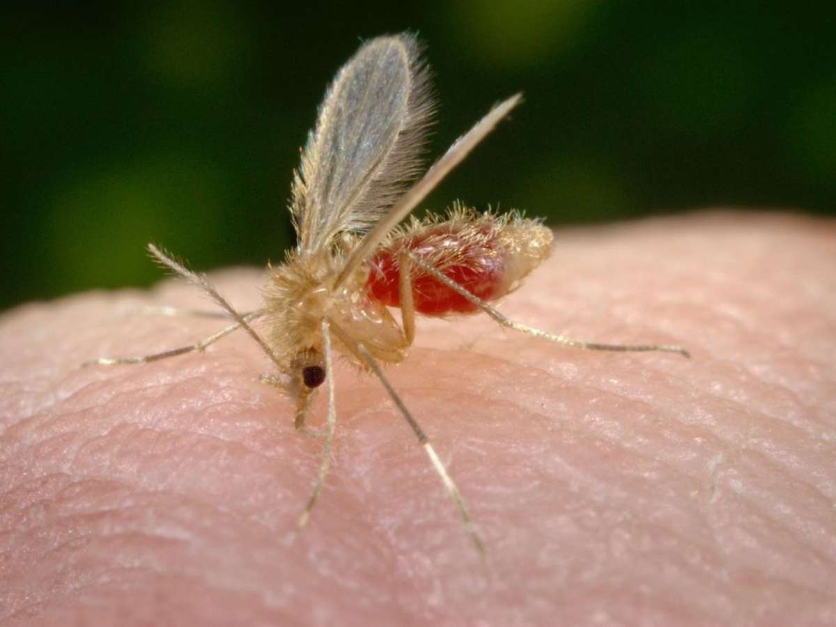 Un grave brote del virus de Chandipura se desató en India. Un grave brote del virus de Chandipura se desató en India.