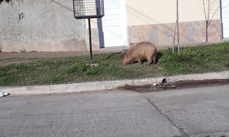 insolito: un carpincho ?de gira? sorprendio a los vecinos de barrio las flores insolito: un carpincho ?de gira? sorprendio a los vecinos de barrio las flores