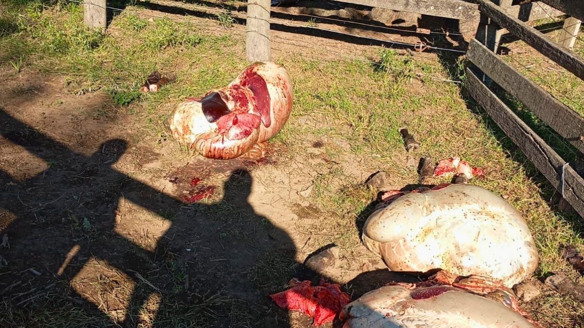 Faena de animales en los campos, uno de los delitos más habituales. Faena de animales en los campos, uno de los delitos más habituales.