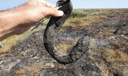 Los especialistas del Conicet Santa Fe recorrerán la zona de incendios para relevar especies afectadas. Los especialistas del Conicet Santa Fe recorrerán la zona de incendios para relevar especies afectadas.