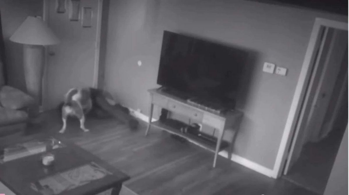 Perro héroe: un pitbull espantó a un ladrón y evitó un robo