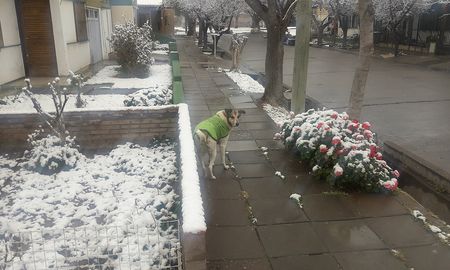 Acá en San Rafael, Mendoza, está nevando después de mucho tiempo, tuiteó @daro198. Acá en San Rafael, Mendoza, está nevando después de mucho tiempo, tuiteó @daro198.