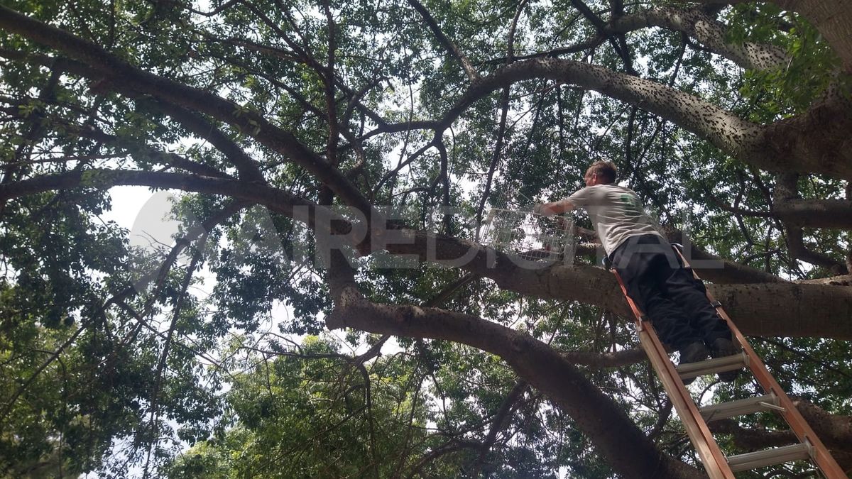 Intentan rescatar a un ejemplar de mono tití que anda suelto por Santa Fe