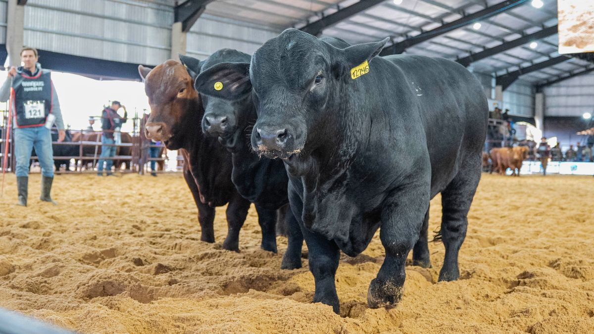 &nbsp;La jornada reunió a destacadas cabañas de todo el país
