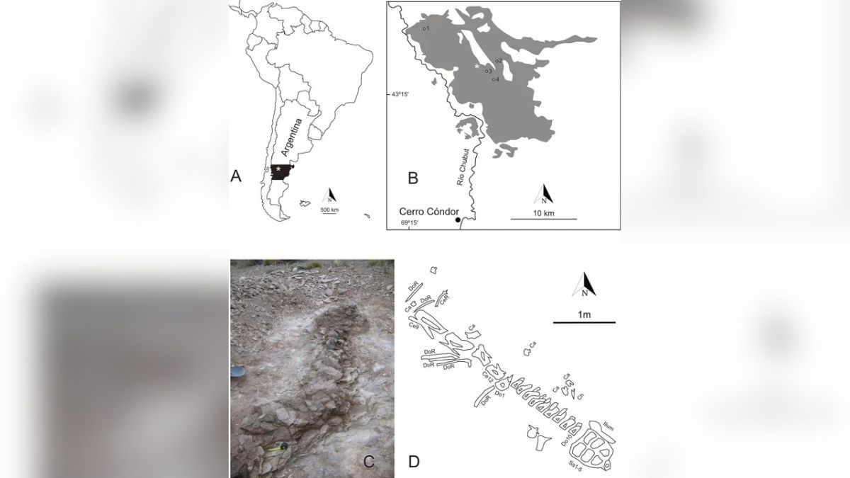 Descubren en Chubut una nueva especie de dinosaurio: qué se sabe del Bicharracosaurus. Descubren en Chubut una nueva especie de dinosaurio: qué se sabe del Bicharracosaurus.