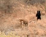 un oso perezoso se enfrenta a dos tigres en un parque nacional de la india un oso perezoso se enfrenta a dos tigres en un parque nacional de la india
