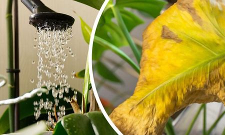 Por qué las plantas tienen puntas marrones y cómo evitarlo con cuidados simples. Por qué las plantas tienen puntas marrones y cómo evitarlo con cuidados simples.
