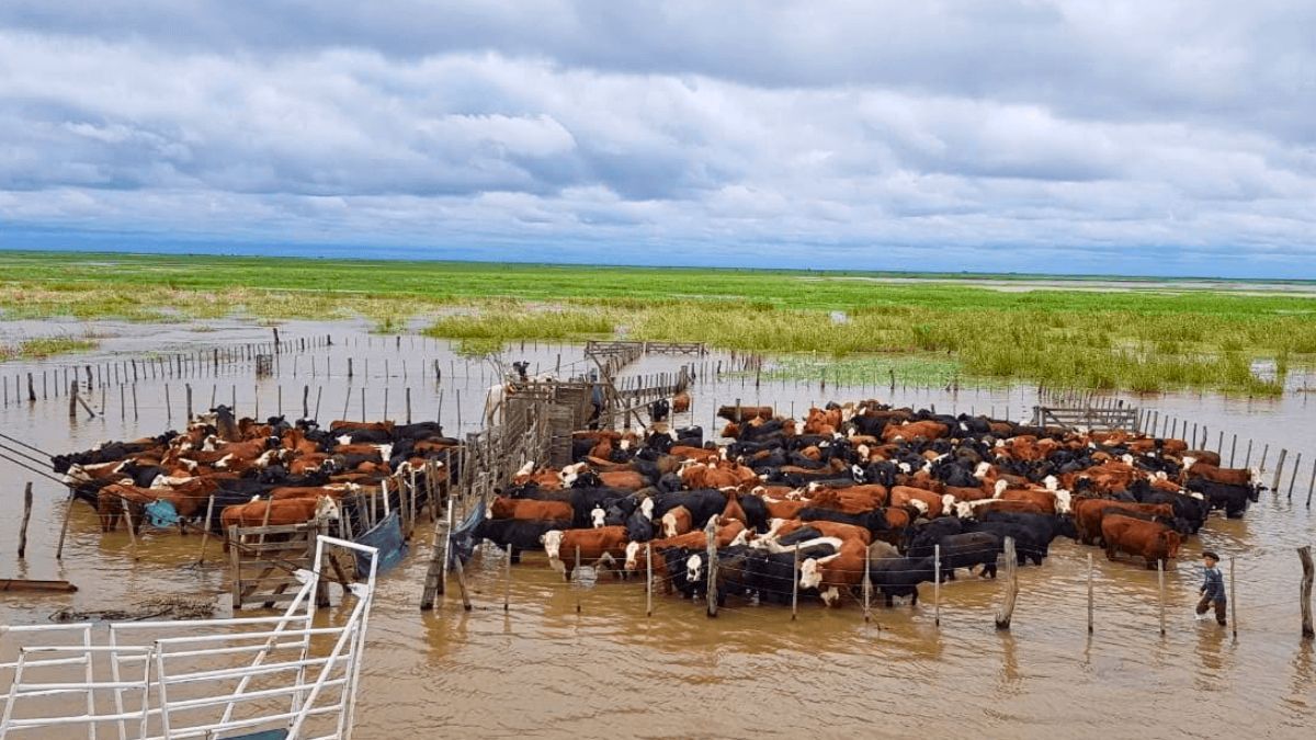 La dificultades para sacar hacienda de los campos marcarán el ritmo de arribos al MAG esta semana. (Foto ilustrativa)