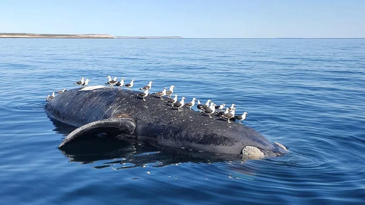 Se trata de seis hembras adultas y un macho subadulto.