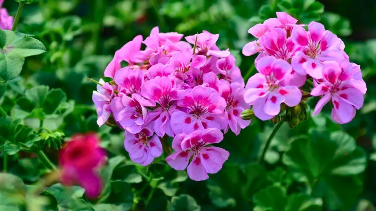 Estas plantas son resistentes al calor y siguen creciendo incluso en d&iacute;as de altas temperaturas.