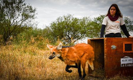 Junto a un gato montés y decenas de aves silvestres, el aguará guazú regresó a su hábitat natural como parte de una política de conservación que ya permitió reinsertar más de 900 animales durante 2026. Junto a un gato montés y decenas de aves silvestres, el aguará guazú regresó a su hábitat natural como parte de una política de conservación que ya permitió reinsertar más de 900 animales durante 2026.