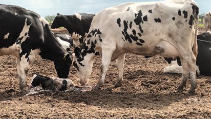 La lechería encara un año con optimismo y ganas de crecer