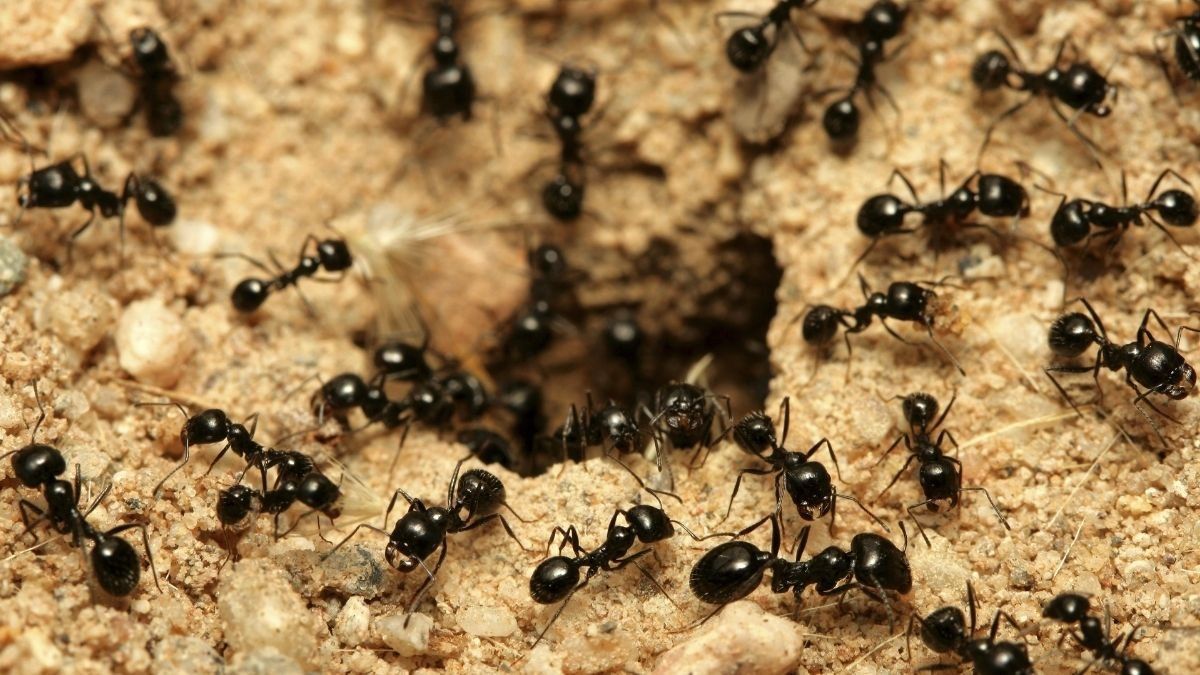 En octubre del año pasado las hormigas habían advertido la ola de calor que llegó al país.&nbsp;