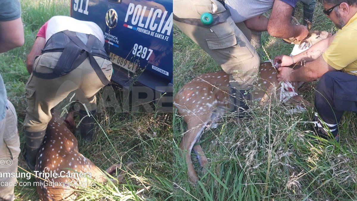 Así atrapaban al ciervo en barrio Sargento Cabral. 