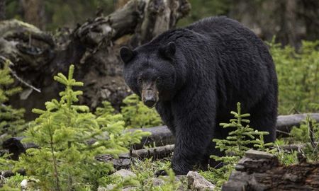 video: asi sorprendio un oso a esta mujer en una ruta de senderismo video: asi sorprendio un oso a esta mujer en una ruta de senderismo