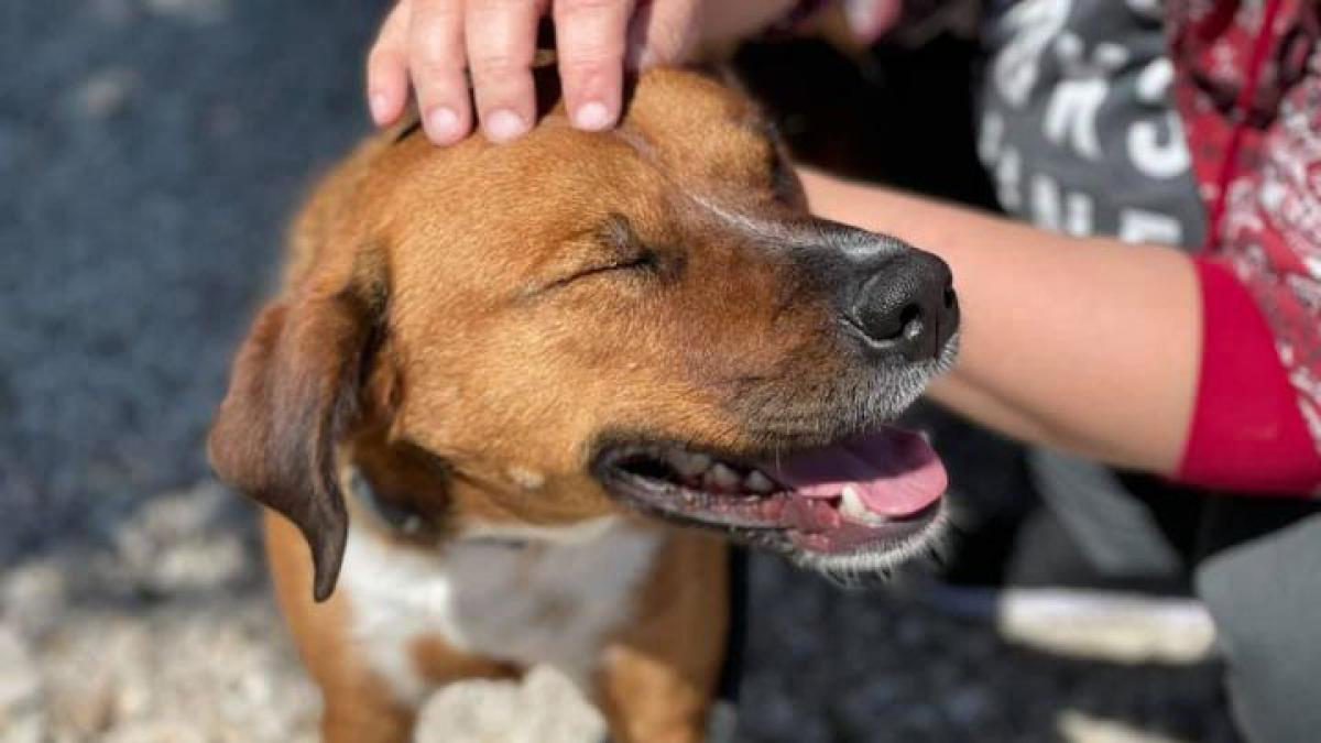 Fue adoptado después de 419 días y devuelto horas después porque daba demasiado trabajo