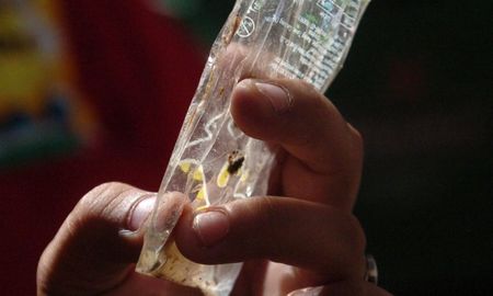Detectaron el mosquito transmisor del dengue en 26 barrios de Santa Fe. Detectaron el mosquito transmisor del dengue en 26 barrios de Santa Fe.
