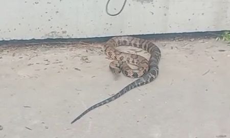 La especie es una ñacaniná y es común en la zona del litoral santafesino. La especie es una ñacaniná y es común en la zona del litoral santafesino.