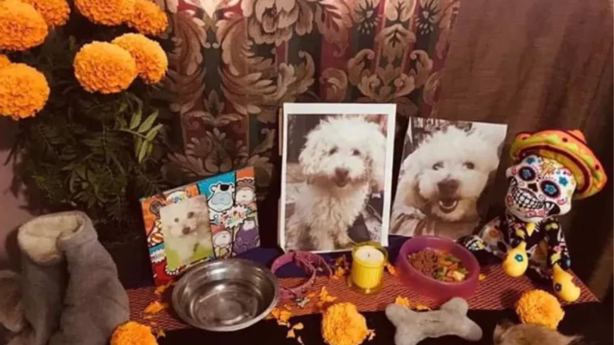 Cada 27 de octubre, los hogares se llenan de velas y flores para recibir a las mascotas del cielo. Cada 27 de octubre, los hogares se llenan de velas y flores para recibir a las mascotas del cielo.