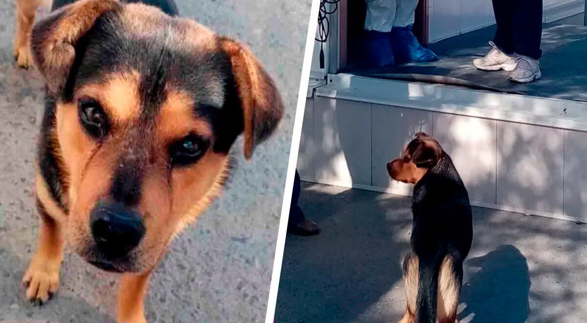 La desgarradora historia de Covito