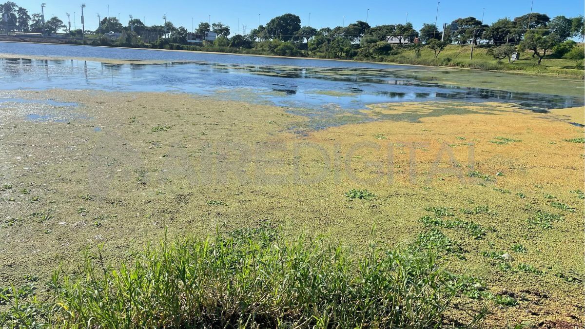 Volvieron los repollitos de agua al Parque del Sur