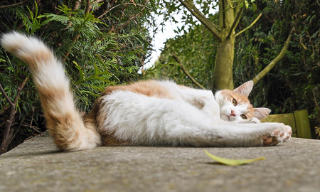 Qué significa cuando los gatos inflan la cola Qué significa cuando los gatos inflan la cola