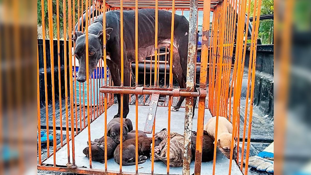 Entre los perros secuestrados en Coronda se encontraba una hembra y sus seis cachorros. 