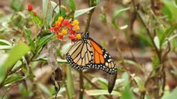 El significado de recibir una mariposa en tu casa