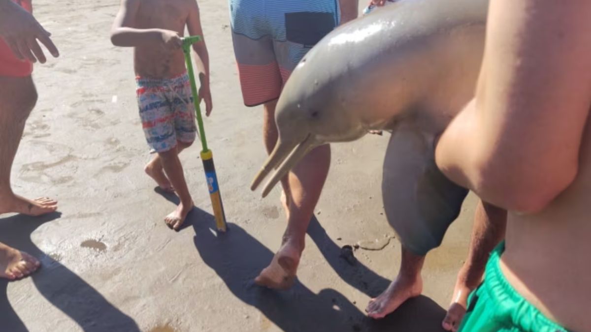 Se conoció el descargo del joven que sacó del agua al delfín en Mar del Tuyú