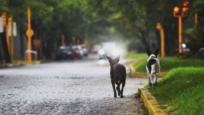 Pelea entre perros en la calle terminó a trompadas entre sus dueños: tres detenidos y un tabique fracturado