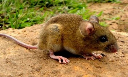 El rat&oacute;n colilargo, que vive en zonas rurales y de islas, es el vector de la enfermedad.
