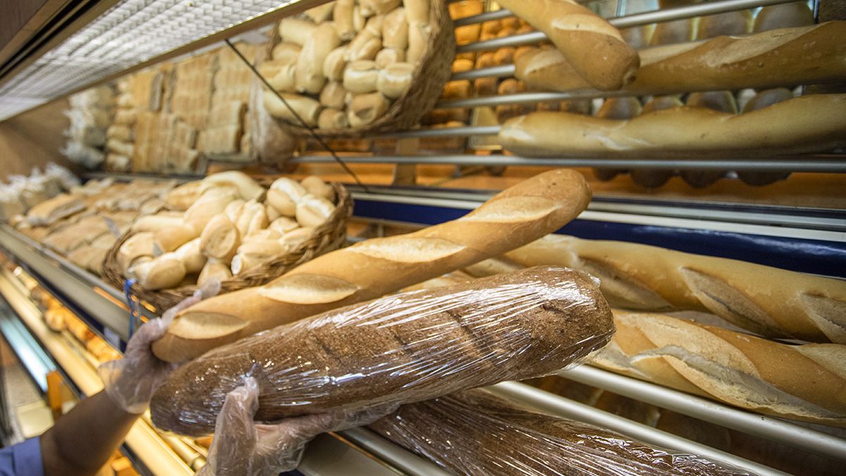 El trigo transgénico podría llegar a los alimentos de canasta básica en Argentina. 