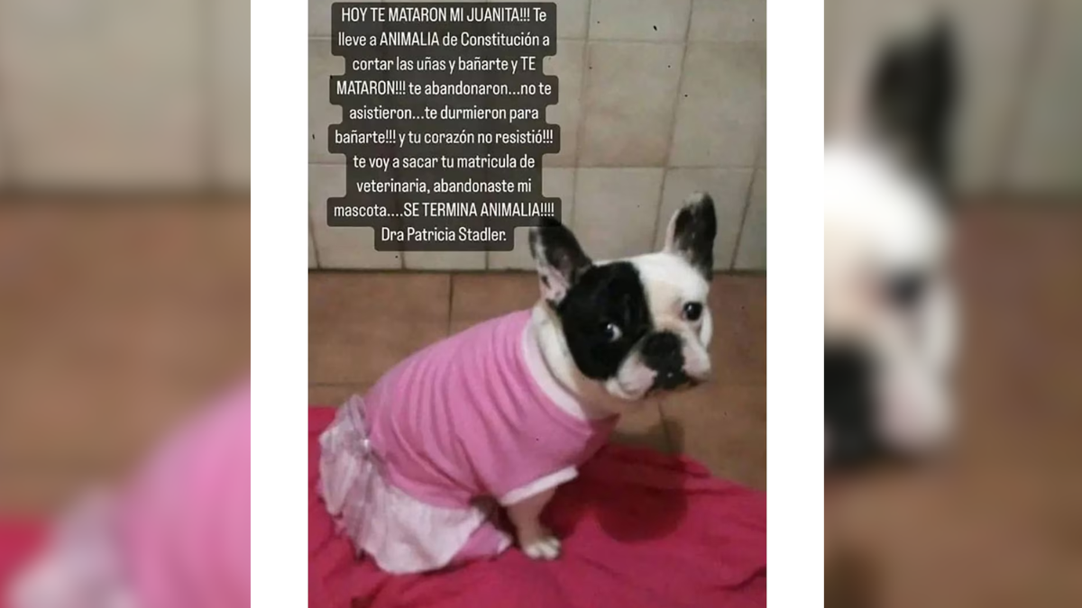 En Mar del Plata, un fallo judicial sin precedentes condenó a una veterinaria a pagar 17.164.000 pesos tras la muerte de “Juanita”, una bulldog francés de siete años que fue llevada para un servicio de baño y corte de uñas, en enero de 2023.