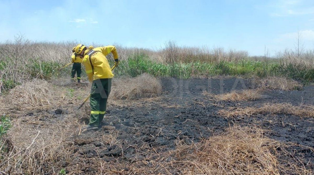 Se realizó el trabajo Efectos de los incendios 2020 en el suelo y biota de humedales del río Paraná: Perspectivas de restauración ecológica”. 