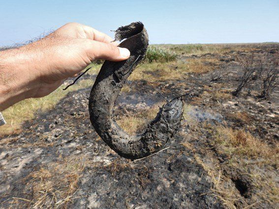 Los investigadores detectaron una importante cantidad de animales muertos, en esta imagen se observa un pez pulmonado.