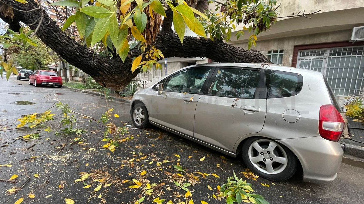 Ciudad de Santa Fe: se desplomó un árbol y aplastó una camioneta que quedó destruida