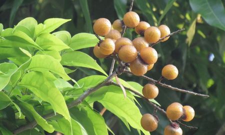 El arbol conocido como saponaria, se utiliza para la realización de jabón natural. El arbol conocido como saponaria, se utiliza para la realización de jabón natural.