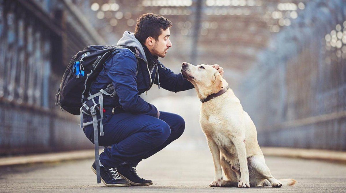 Se dice que los perros han desarrollado un comportamiento muy similar al de los humanos, incluso hasta en el lenguaje no verbal.